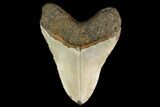 Fossil Megalodon Tooth - North Carolina #147518-2